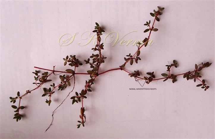  Plant